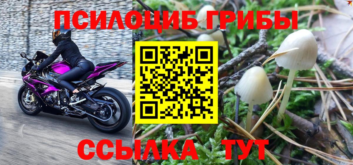Псилоцибиновые грибы Cubensis Малоярославец